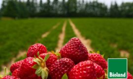 Bio-Erdbeeren vor einem Feld